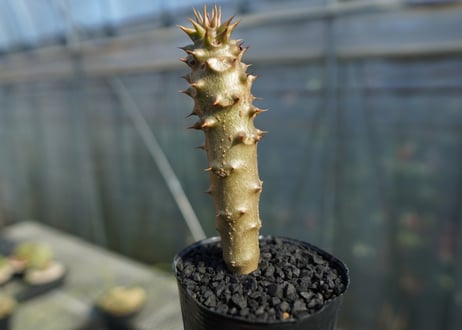 パキポディウム　バロニー　Pachypodium baronii  No.2