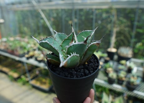 アガベ　チタノタ　白鯨　Agave titanota White whale