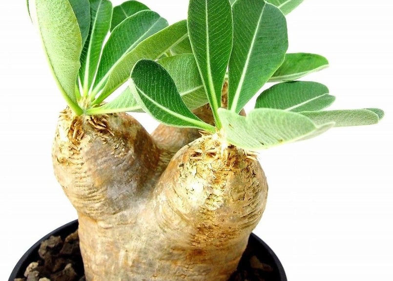 Pachypodium eburneum パキポディウム エブレネウム №2 | mana'