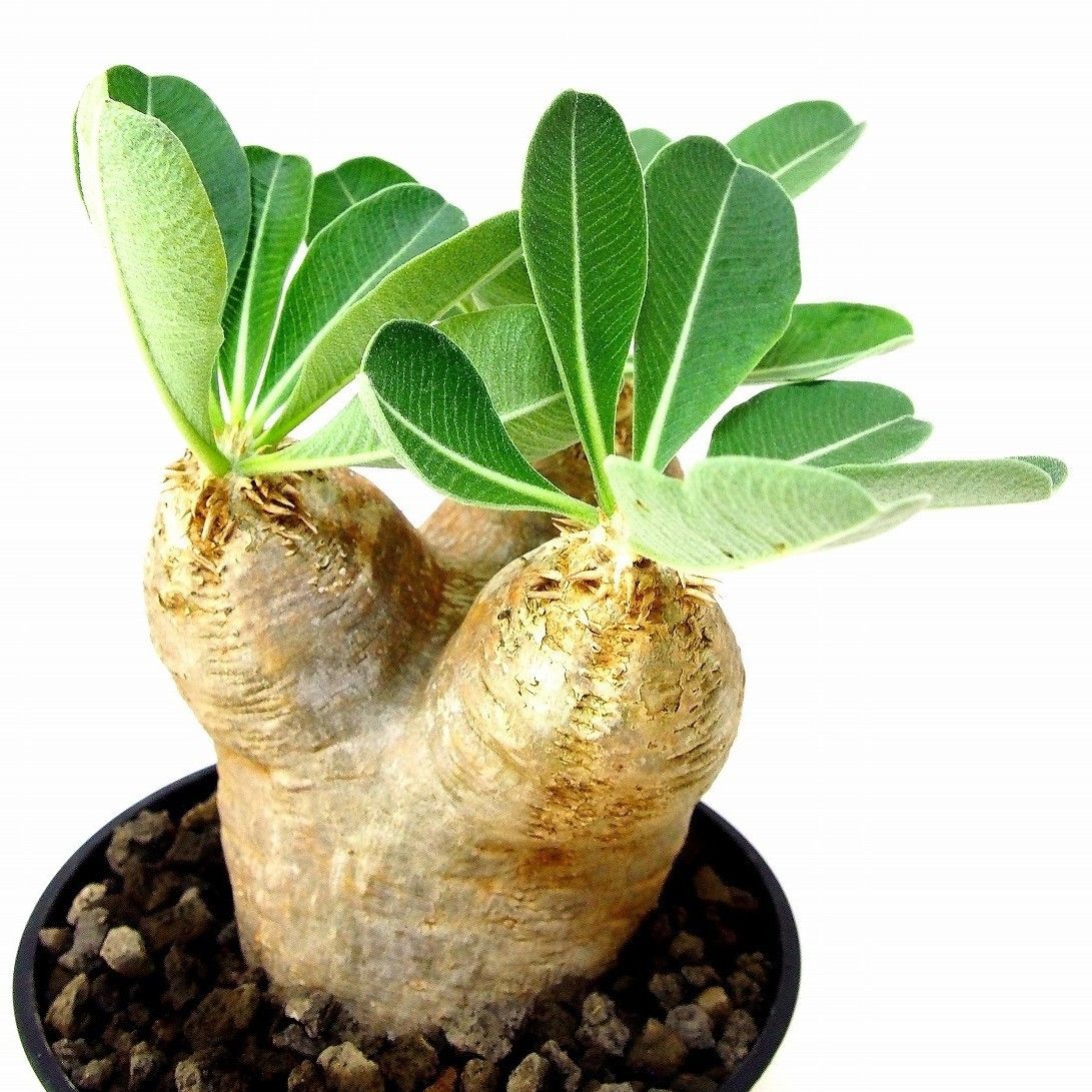 Pachypodium eburneum パキポディウム エブレネウム №2 | mana'