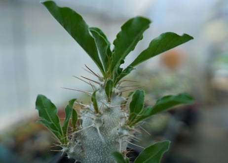 パキポディウム　サンデルシー　Pachypodeium saundersii  No.6