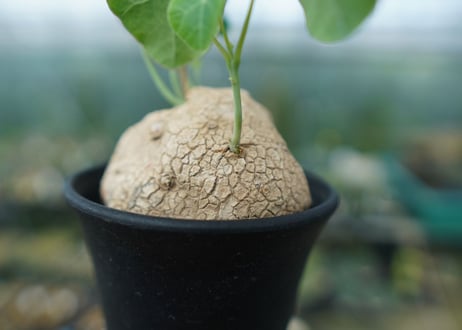 ステファニア　エレクタ　Stephania erecta