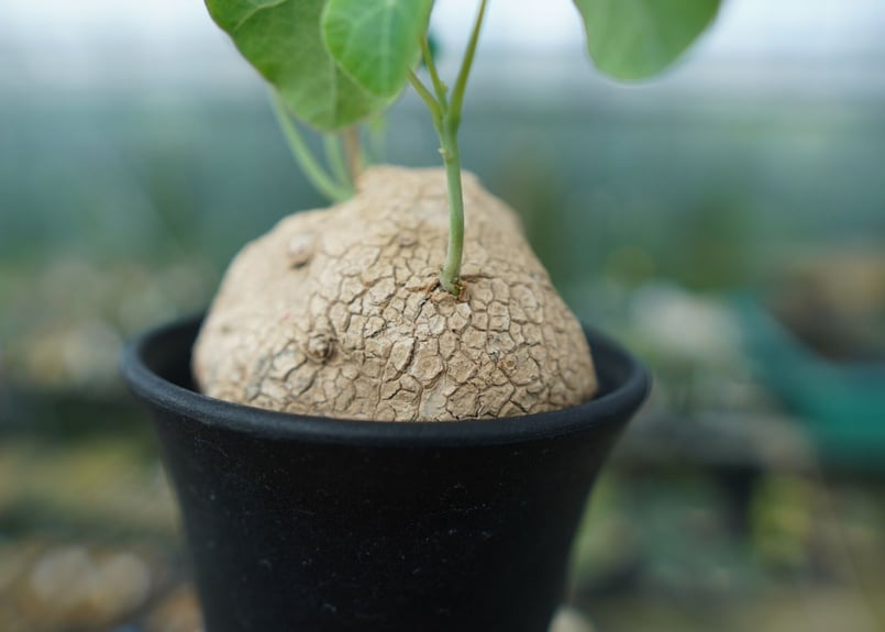 ステファニアエレクタ 園芸ネット本店｜ステファニア エレクタ 3.5号鉢入り の通販【公式】