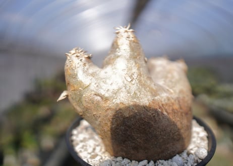 パキポディウム　エブレネウム　Pachypodium eburneum　No.2
