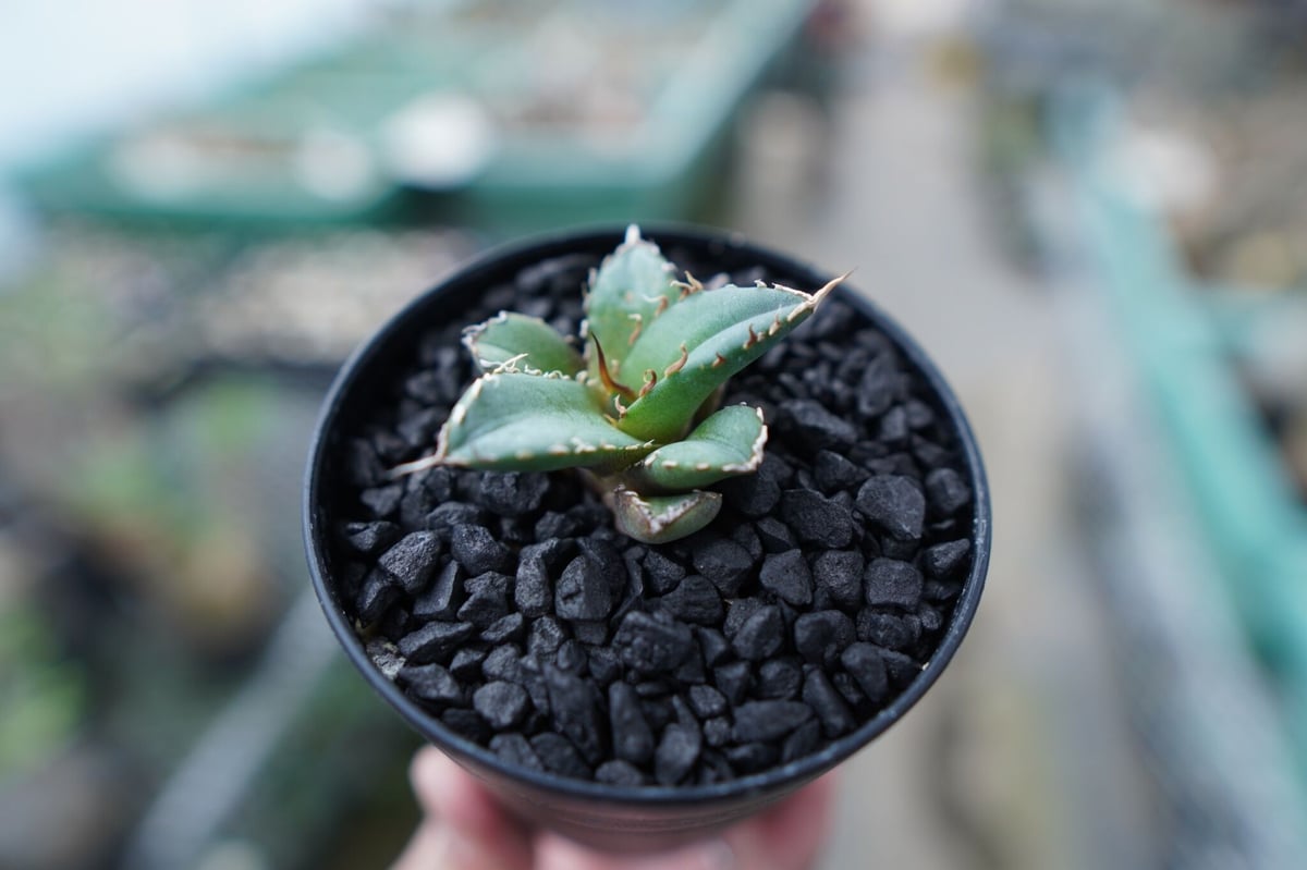アガベ スーパーグアダ 子株 アガベ スーパーグアダ 子株 Introducing promising agave! Growing
