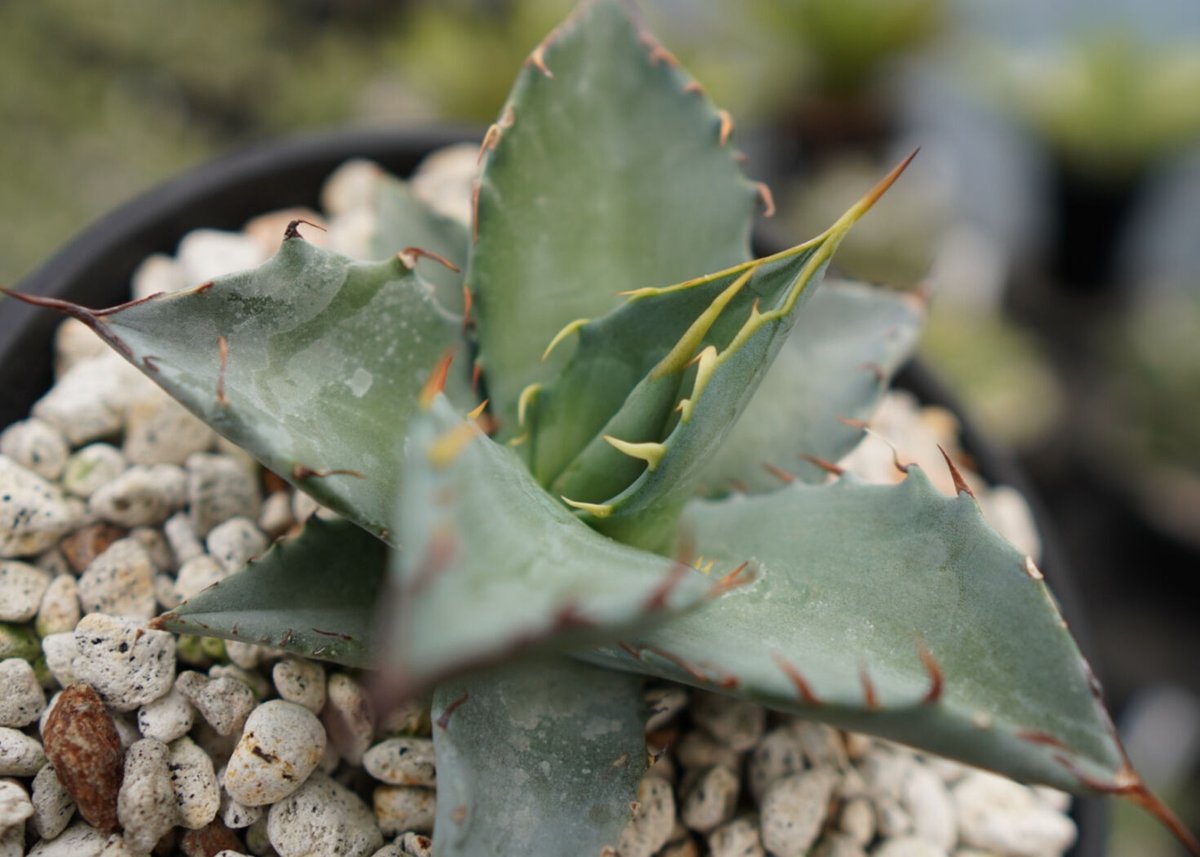 大株　アガベ　Timarg　チタノタ × マルガリータ ハイブリッド アガベhyb timarg チタノタ×マルガリータ子株大from PCP