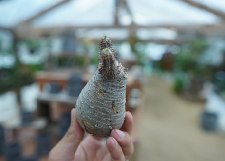 【抜き苗】パキポディウム　グラキリス　 Pachypodium Gracilius  No.4