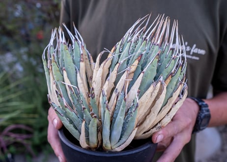 Agave uthaensis  NO.12