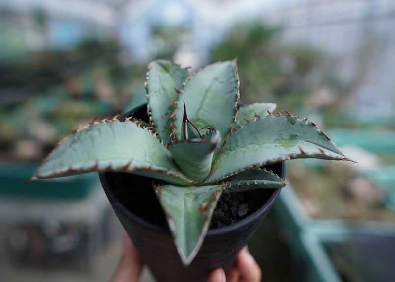 アガベ チタノタ ブルー Agave Titanota Blue No.2 | mana's アガベ チタノタ ブルー Agave Titanota Blue No.2 | mana's
