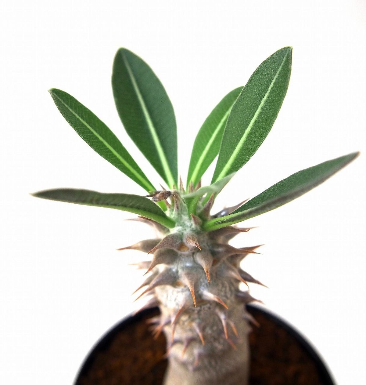パキポディウム デンシフローラム シバ女王の玉櫛 Pachypodium