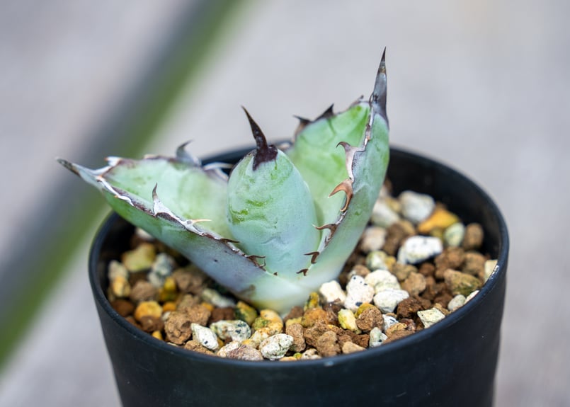 アガベ ワコマヒー☆Agave wocomahi種子5粒プラス1粒（Amazon.co