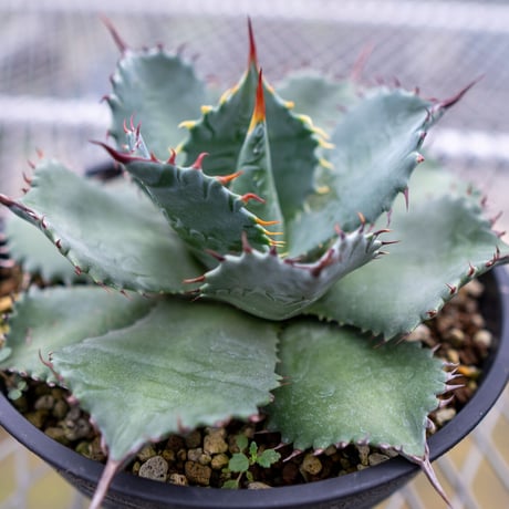 アガベパラサナ | STORES