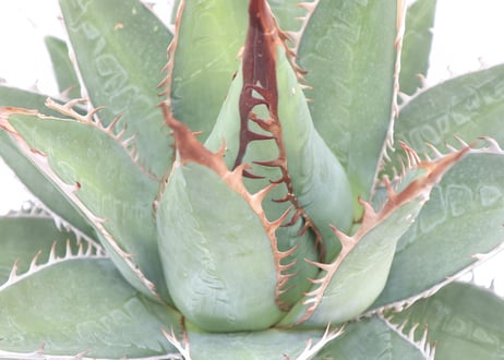 Agave purpusorum