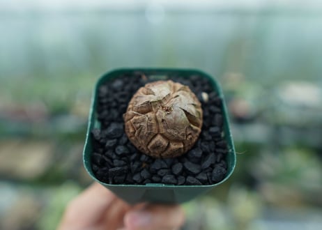 亀甲竜　Dioscorea elephantipes　No.3