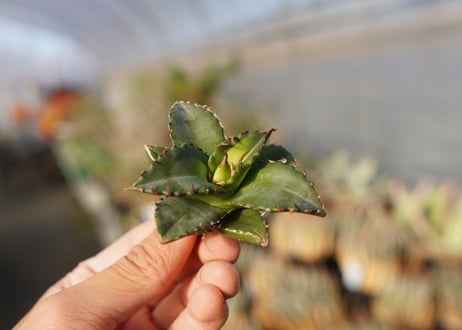 agave titanota ソーラーエクリプス　 NO.5