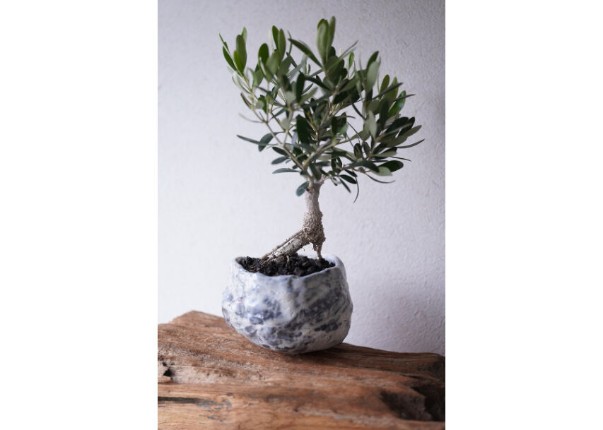 Olive Bonsai | mana's farm:塊根植物・アガベ・ドライガーデン植物販売