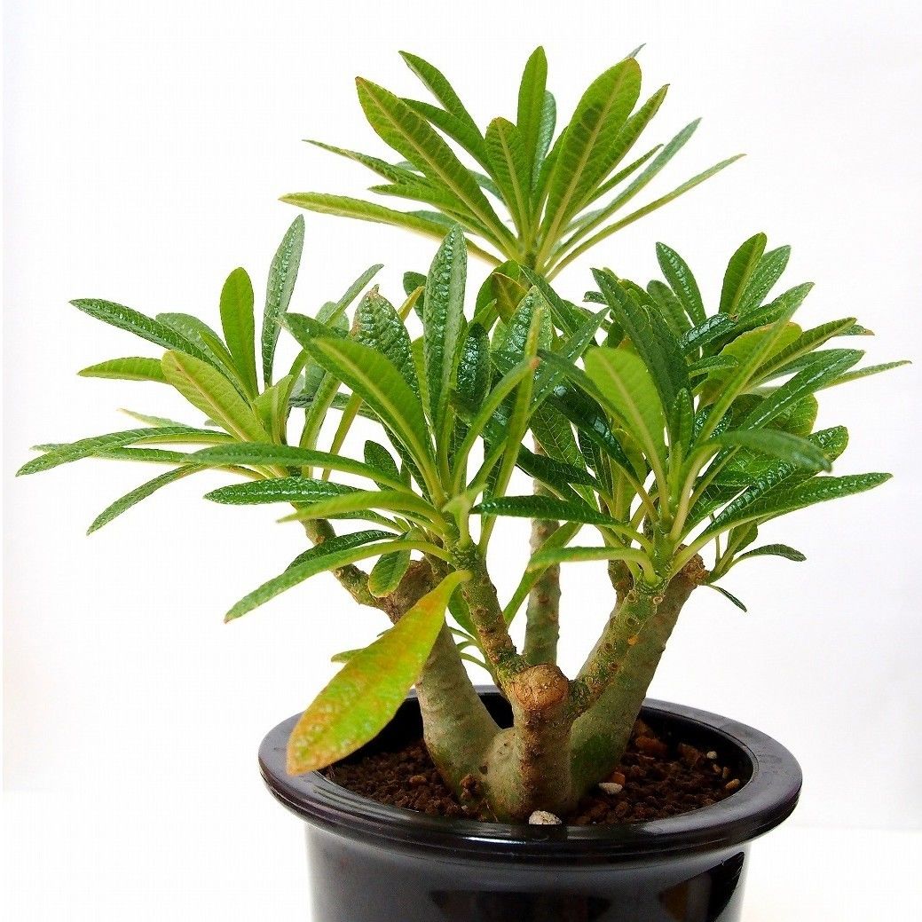 Dorstenia gigas ドルステニア ギガス   mana's green:塊根植物販
