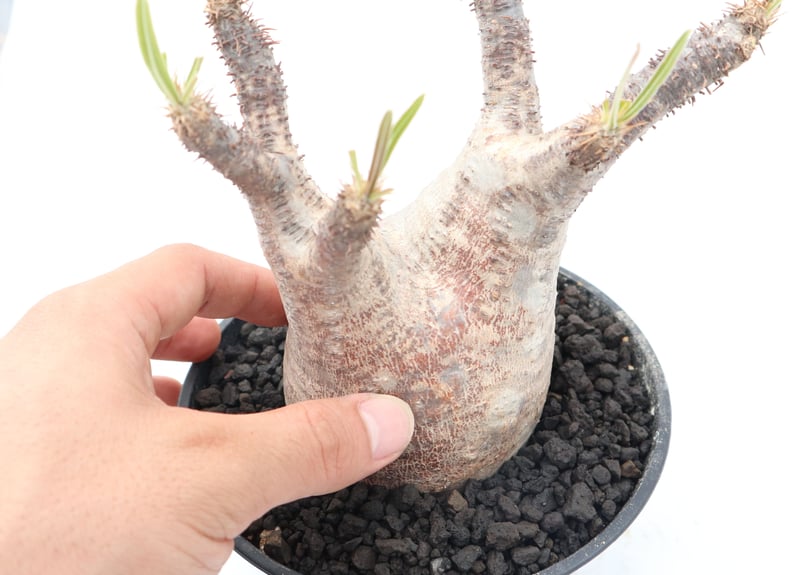 パキポディウム グラキリス no.93 | mana's farm:塊根植物・アガベ