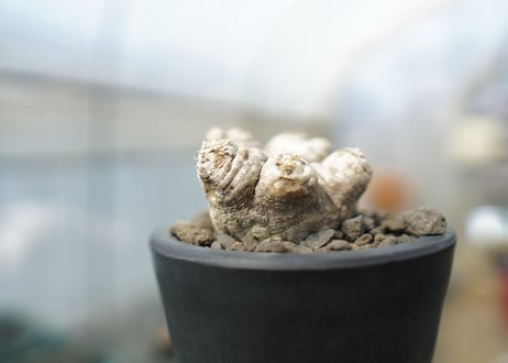 パキポディウム　恵比寿笑い　Pachypodium brevicaule