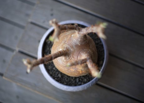 グラキリス　 Pachypodium Gracilius
