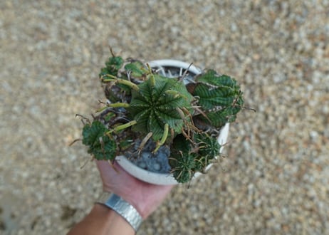 ユーフォルビア　バリダ Euphorbia valida
