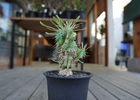 ユーフォルビア　ササガニマル　Euphorbia pulvinata