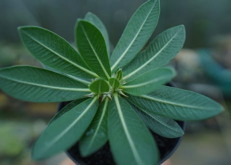 パキポディウム　恵比寿大黒　Pachypodium Densicaule　No.3