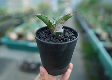 アガベ　チタノタ　 ブラックアンドブルー 　Agave titanota black and blue　子株