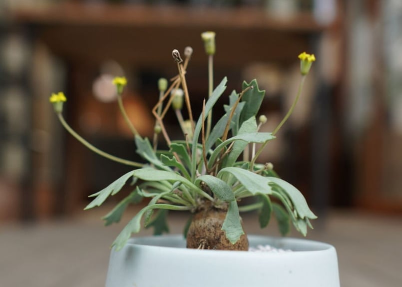 オトンナ ユーフォルビオイデス×スタインコフ Othonna euphorbioides×st