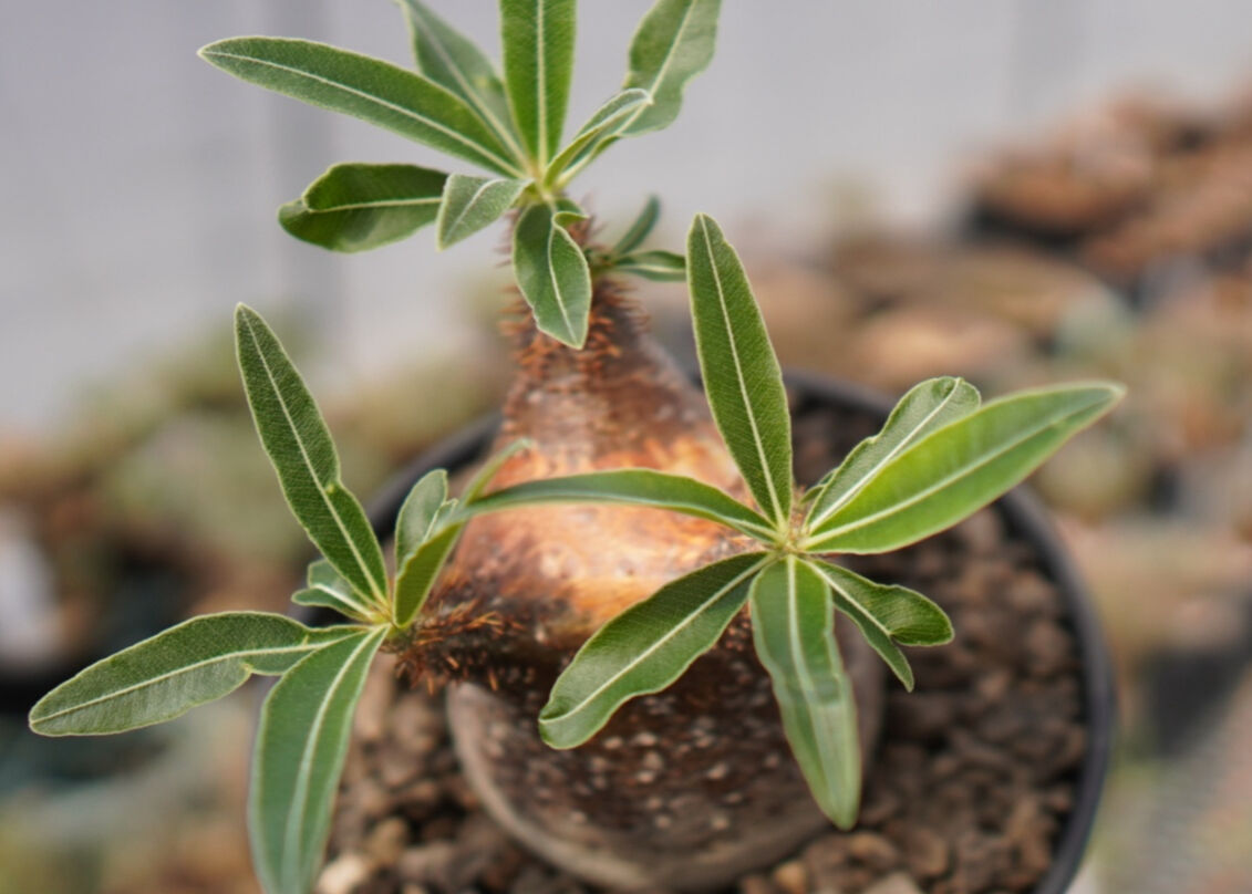 パキポディウム グラキリス A NO.2 | mana's farm:塊根植物・アガベ