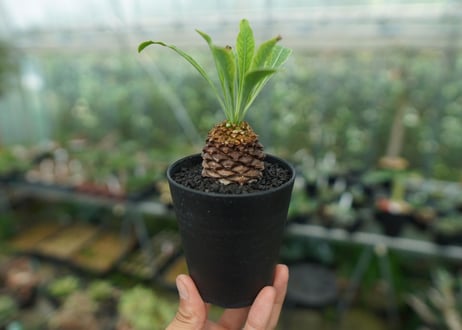 【雌株】ユーフォルビア　鉄甲丸　Euphorbia  bupleurifolia