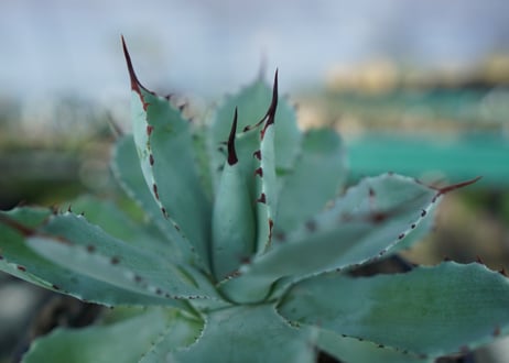 アガベ　吉祥冠　Agave potatorum No.2