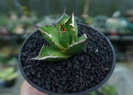 アガベ　チタノタ 　Agave titanota　No.8