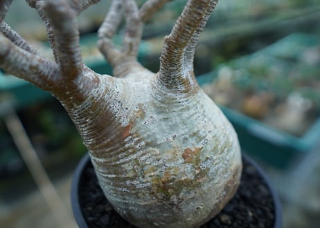 パキポディウム　グラキリス　 Pachypodium Gracilius  No.1