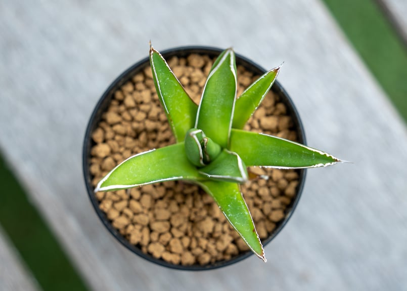 アガベ 雪嶺 | mana's farm:塊根植物・アガベ・ドライガーデン