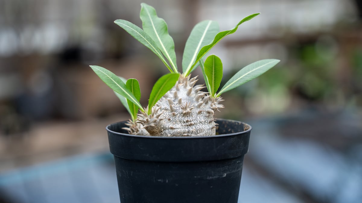 パキポディウム 恵比寿大黒 | mana's farm:塊根植物・アガベ