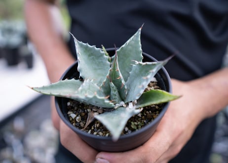 Agave parrasana