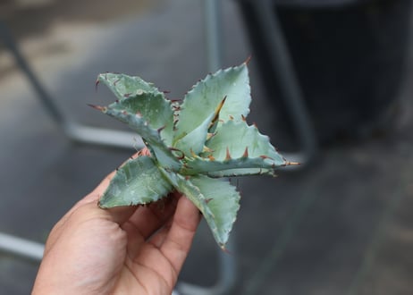 Agave titanota x margaritae