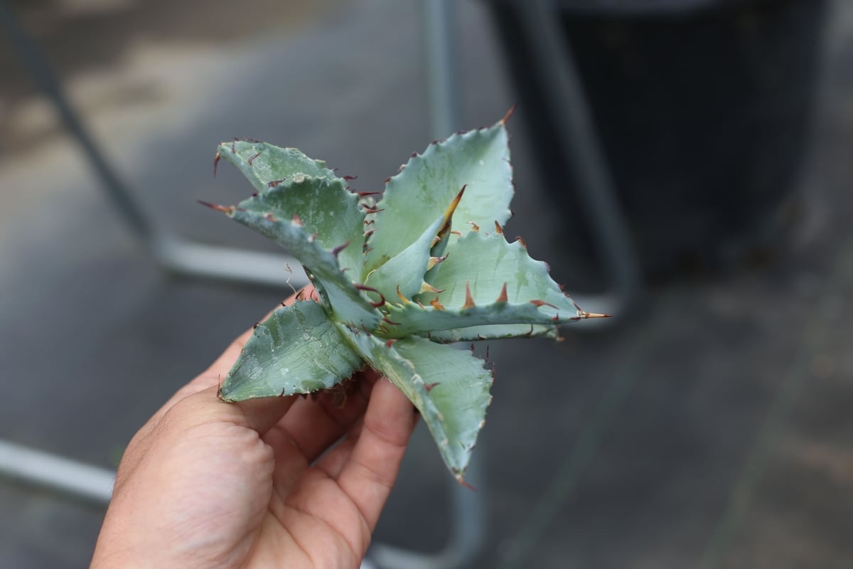 Agave titanota x margaritae