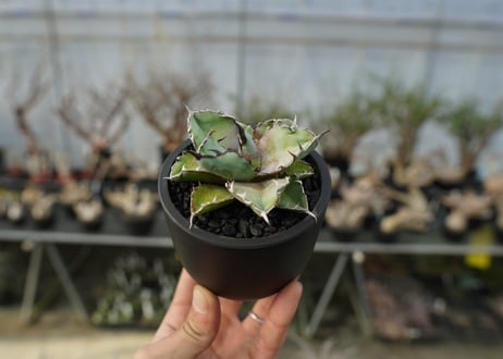 アガベ　チタノタ　 ブラックアンドブルー 　Agave titanota black and blue　No.2