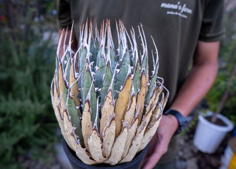 Agave uthaensis  NO.18