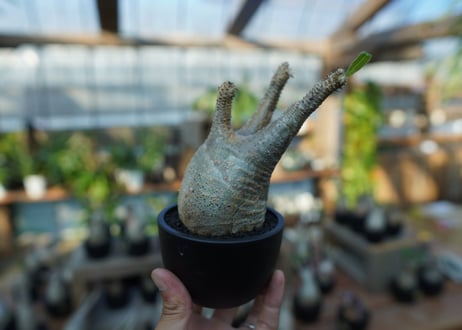 【未発根】パキポディウム　グラキリス　 Pachypodium Gracilius  No.15