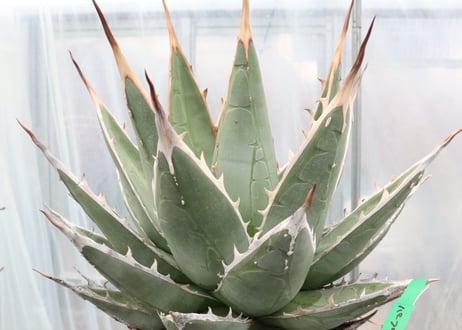 Agave purpusorum