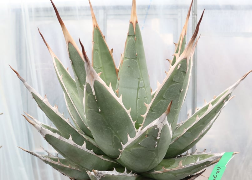 Agave purpusorum | mana's farm:塊根植物・アガベ・ドライガーデン