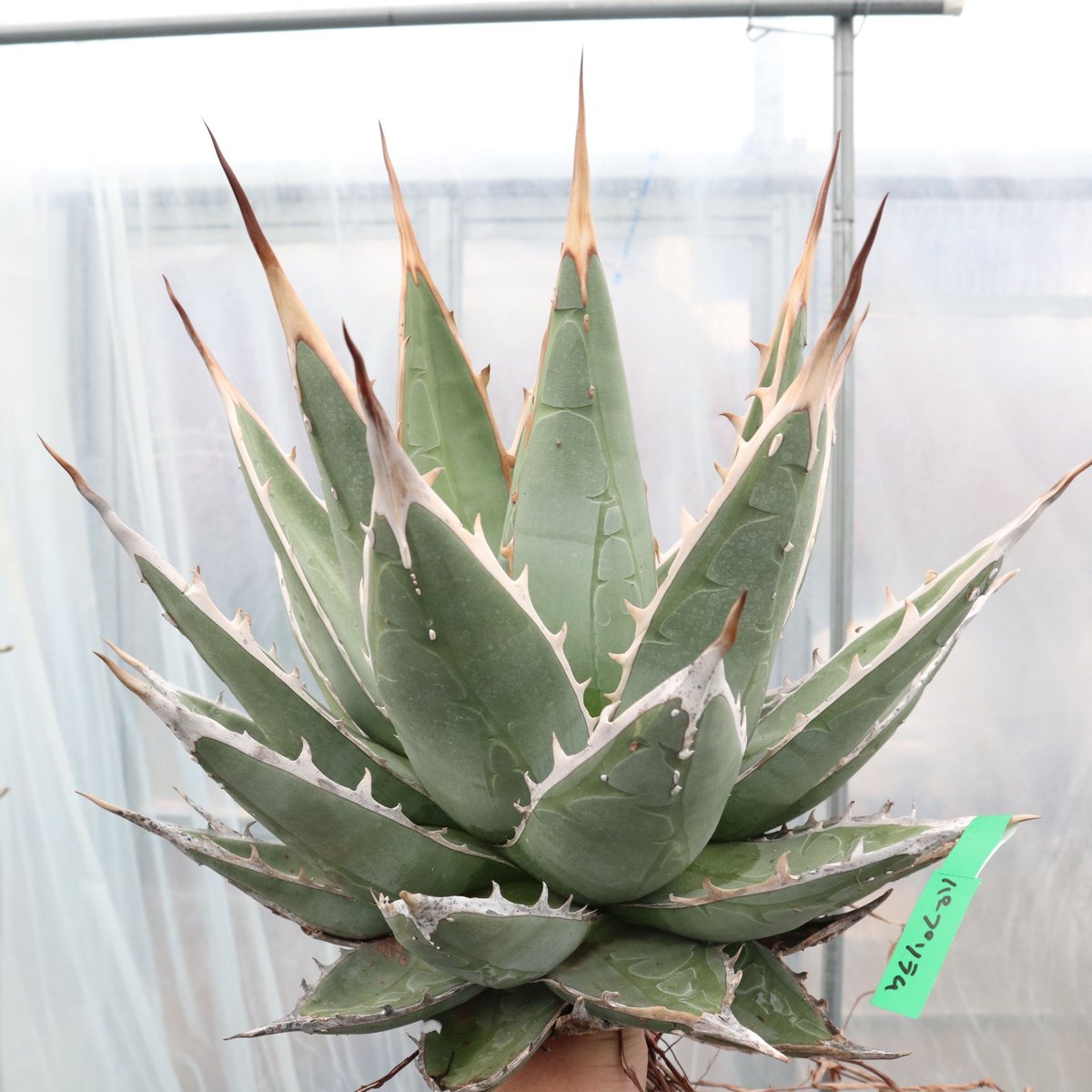Agave purpusorum | mana's farm:塊根植物・アガベ・ドライガーデン