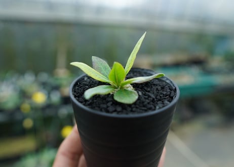 パキポディウム　恵比寿笑い　Pachypodium brevicaule　No.7