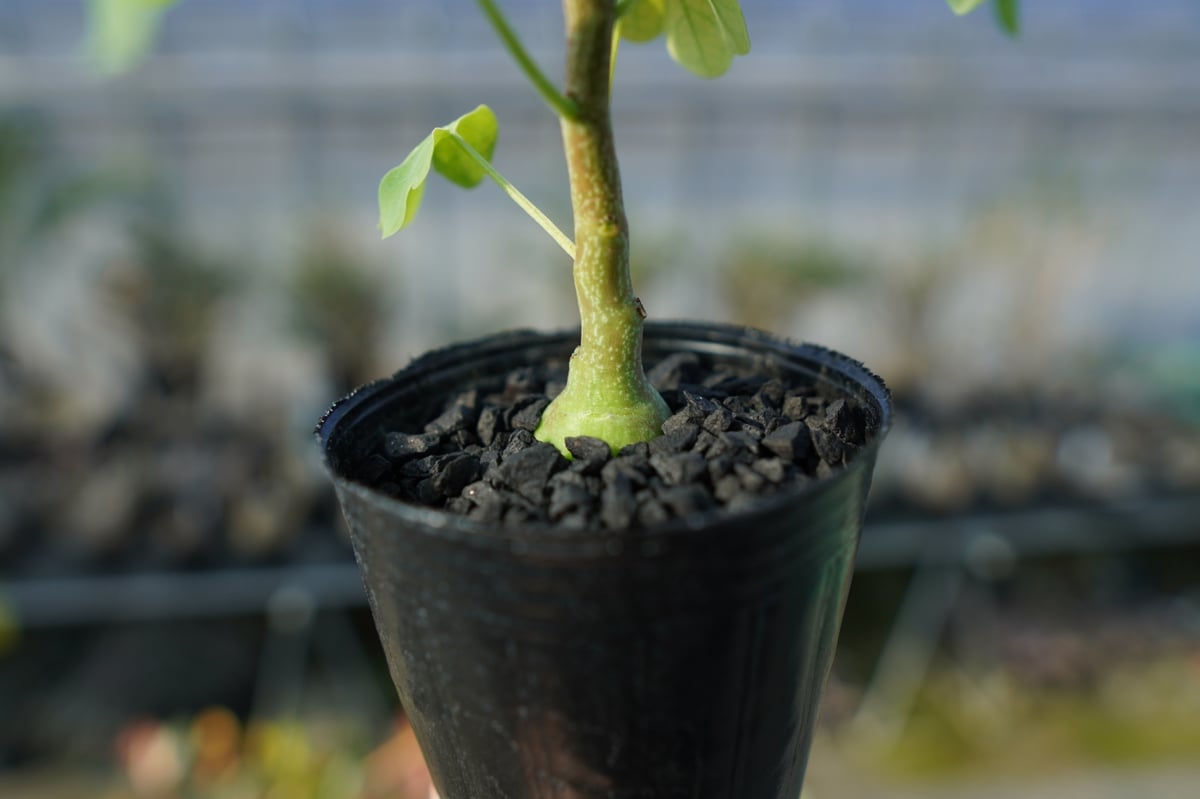 アデニア　グラウカ　Adenia glauca No.1