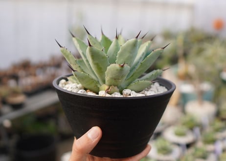 Agave Potatorum×Macroacantha　”八荒雷神”　No.2