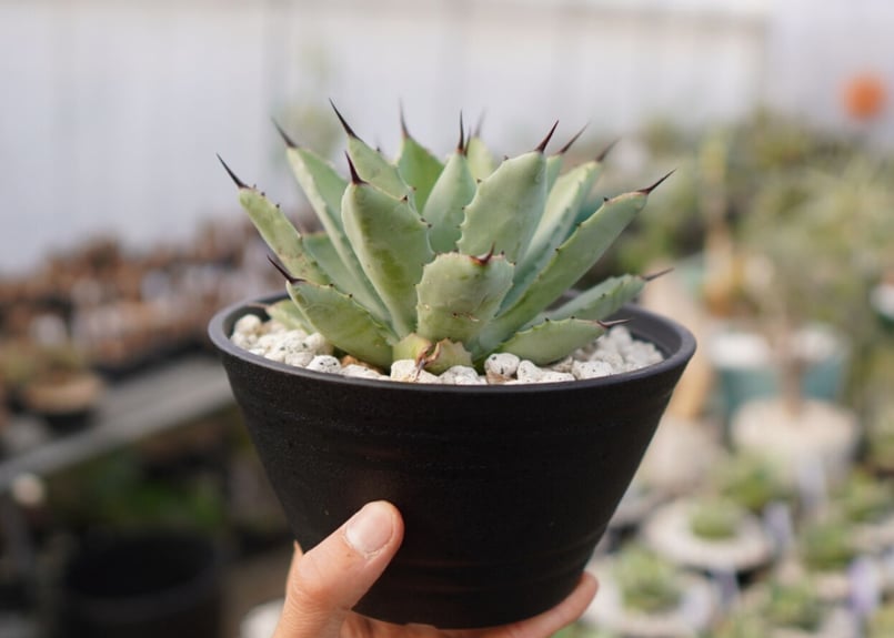 Agave Potatorum×Macroacantha ”八荒雷神” No.2 | mana