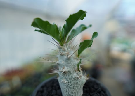 パキポディウム　サンデルシー　Pachypodeium saundersii  No.2
